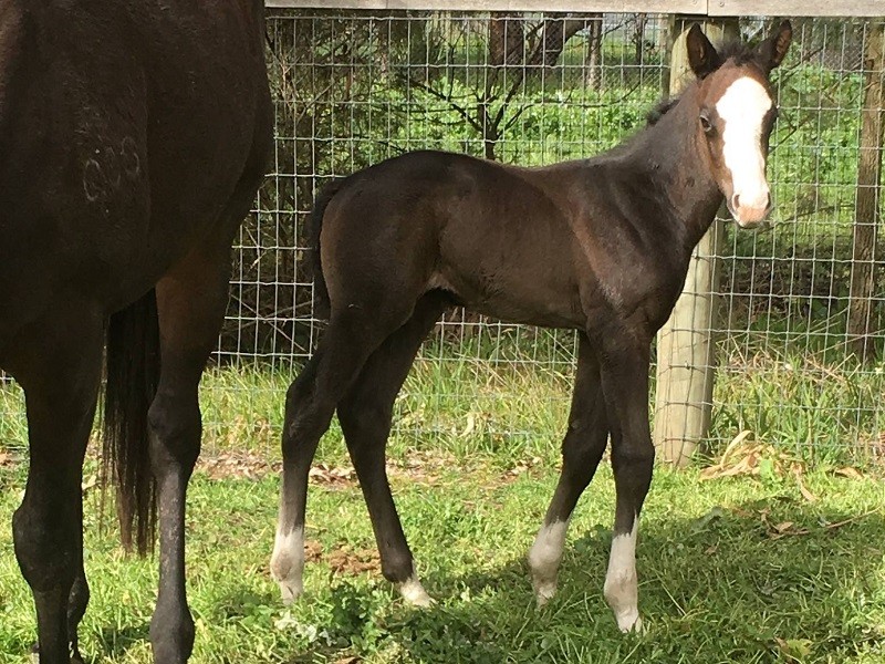 098 Cheron Samsi x Puissance De Lune brgrc 18-8 13d